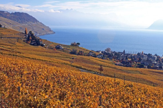 Vineyards above Cully in the Lavaux