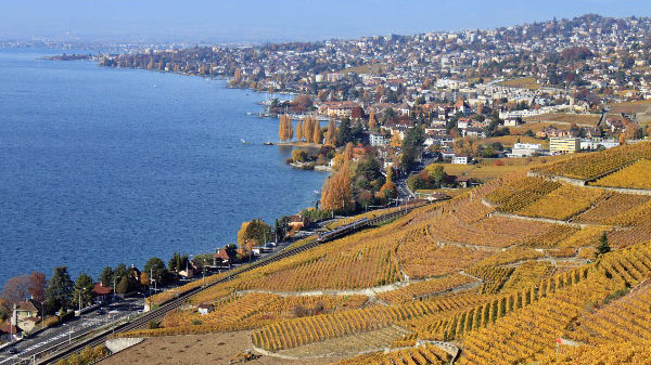 Lavaux Vineyards near Lausanne