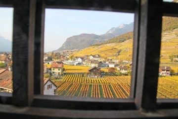 Autumn Vineyards Viewed from Château d'Aigle Castle, Switzerland