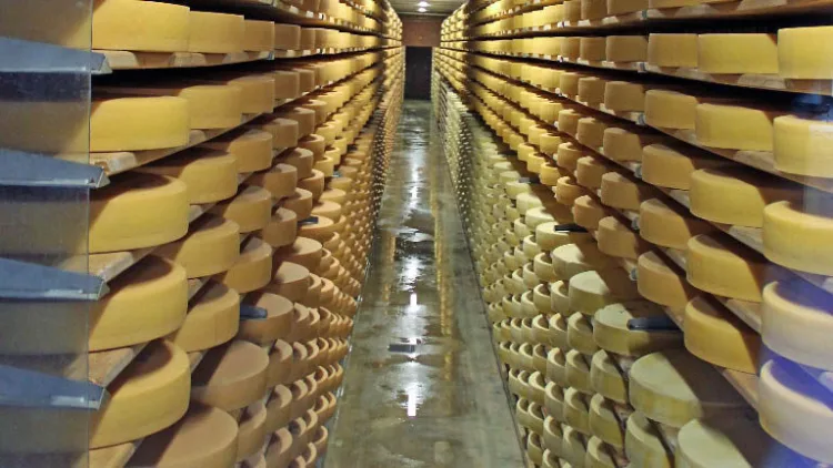 Gruyère Cheese Rounds in the Maturity Cellars in Switzerland
