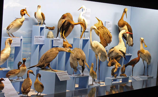 Birds in the Natural History Museum in Geneva