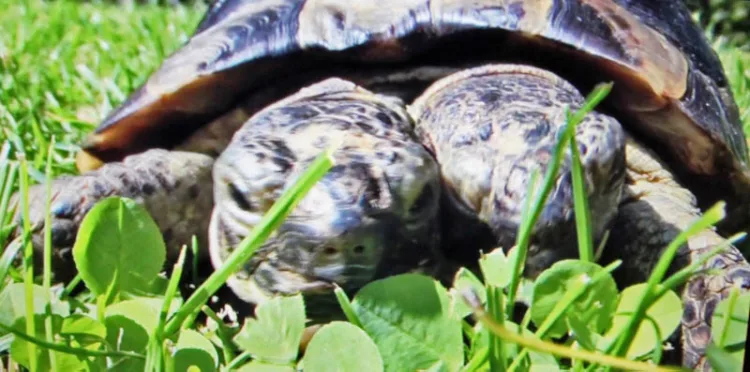 Janus, a two-headed turtle, in the Natural History Museum in Geneva