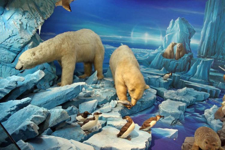 Polar Bears in the Natural History Museum in Geneva