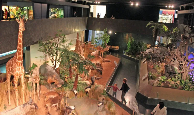 African animals on display in the Natural History Museum in Geneva, Switzerland