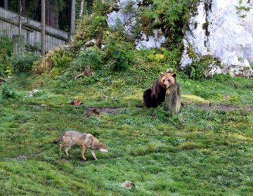 Bears and Wolves Share an Enclosure in the Juraparc, Switzerland