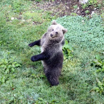 Bear Cub Standing Upright in the Juraparc in Switzerland Bear Cub Standing Upright in the Juraparc in Switzerland