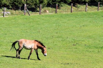 Przewalski Horse in the Juraparc, Switzerland Przewalski Horse in the Juraparc, Switzerland
