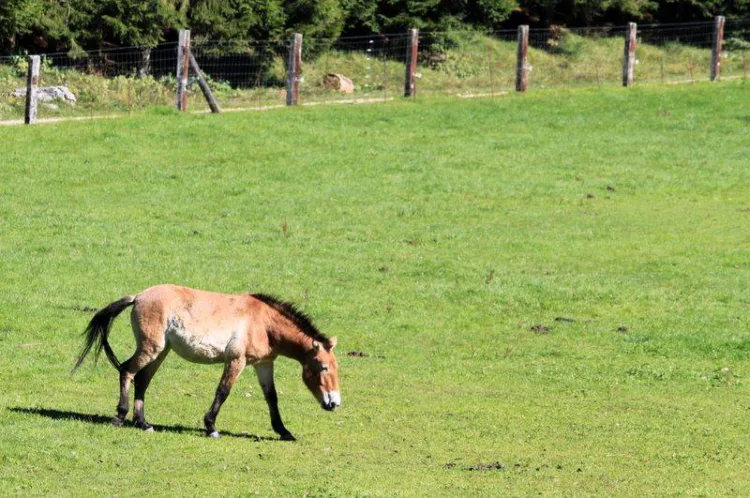 Przewalski Horse in the Juraparc, Switzerland