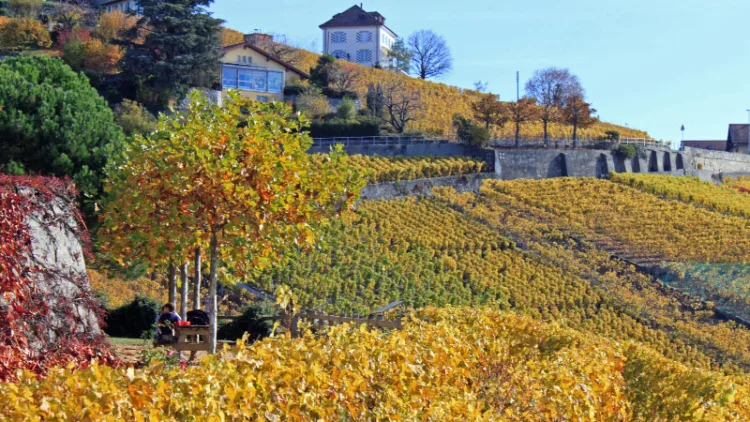 Hiking in the Lavaux vineyards in autumn