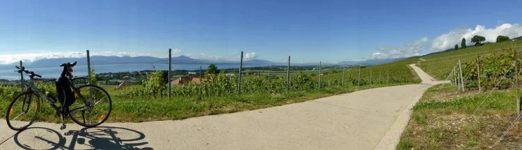 Cycling in the vineyards near Lake Geneva