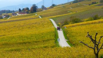 Strolling through the autumn vineyards near VInzel in the La Côte region of Switzerland on the northern shores of Lake Geneva.