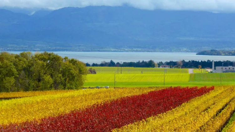 Luins Vineyards in utumn