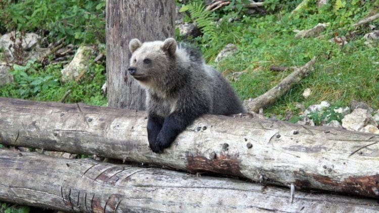 Bear Cub in the Jurapark near Vallorbe, Switzerland