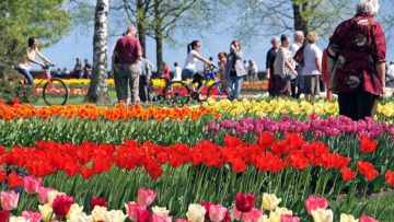 Morges Tulip Festival on Lake Geneva