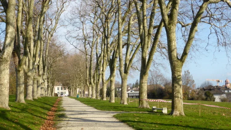 Chateau de Coppet Allee