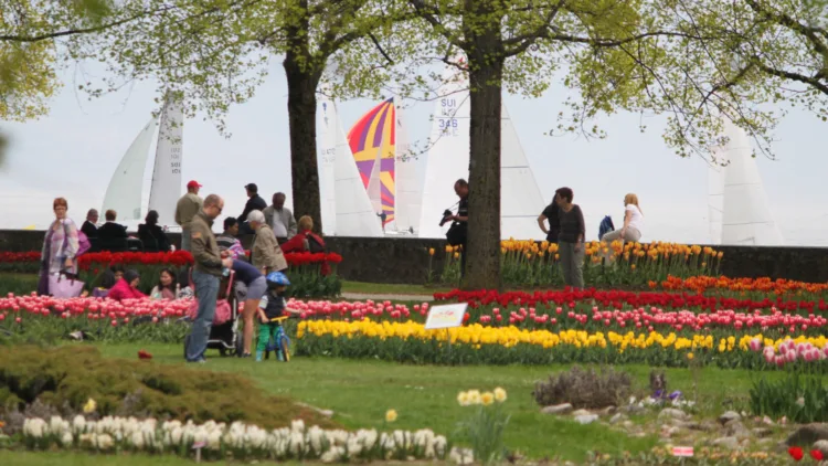 The free Morges Tulip Festival is a top festival for colorful photos of the finest spring event on Lake Geneva in Switzerland.