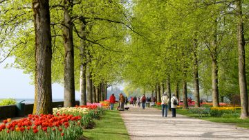 Morges Tulip Festival on Lake Geneva