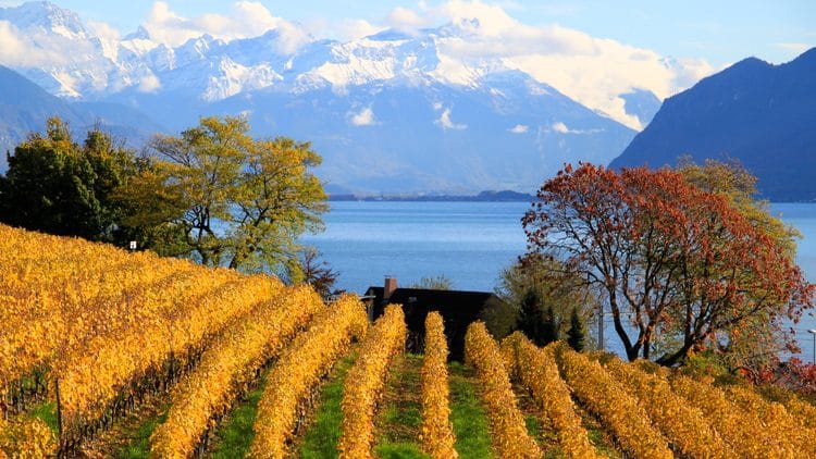 Autumn vines on the shores of Lake Geneva with the Alps in the background