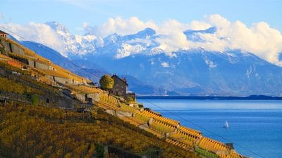 Vineyards in autumn colors with snow-covered Alps and a blue Lake Geneva with sail boat in the background.