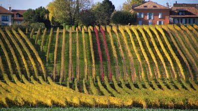 Vineyards on the shores of Lake Geneva