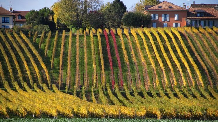 Vineyards on the shores of Lake Geneva