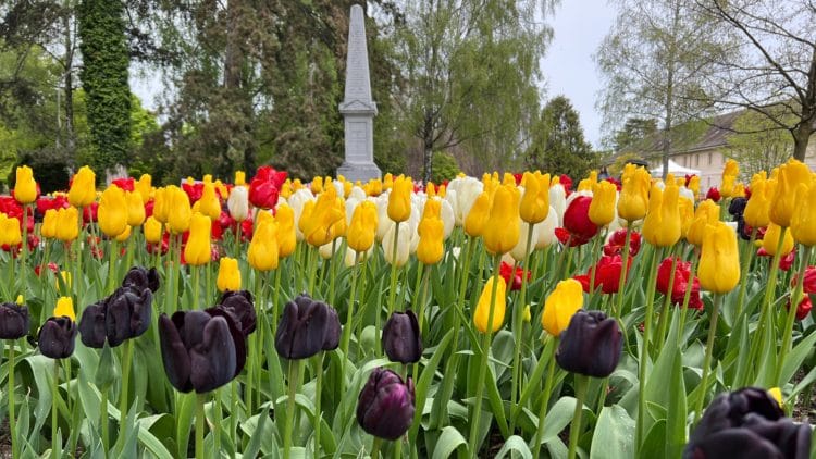 Visit the Morges Tulip Festival Lake Geneva Region Switzerland