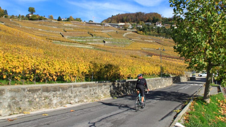 Cycling in the Lavaux Region of Lake Geneva in Switzerland with vineyards in autumn colors